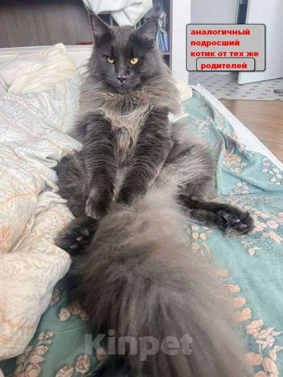 Кошки в Санкт-Петербурге: Мальчик мейн кун Мальчик, 65 000 руб. - фото 7