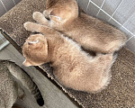 Кошки в Челябинске: Котята Шотландская золотая шиншилла с документами Разнополые, 50 000 руб. - фото 5