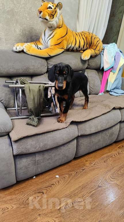 Собаки в Пензе: Продаются чистокровные щенки Добермана с документами РКФ Мальчик, 50 000 руб. - фото 2