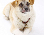 Собаки в Балашихе: Небольшая ручная ласковая собачка 1 г. из приюта Девочка, Бесплатно - фото 3
