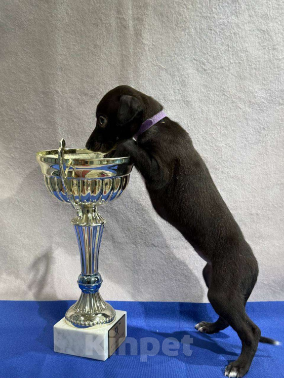 Собаки в Москве: Щенки, порода Уиппет Девочка, Бесплатно - фото 1