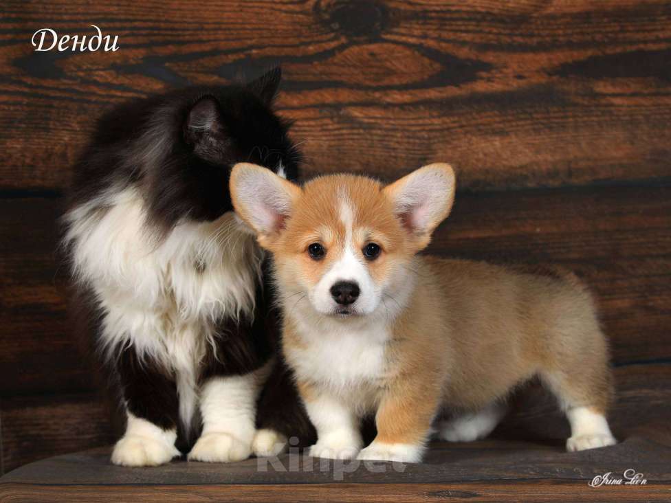 Собаки в Одинцово: Корги щенок рыжий 2,5 мес. Мальчик, 50 000 руб. - фото 3