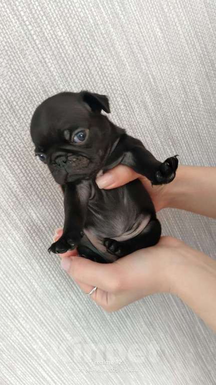 Собаки в Новосибирске: Щенок мопса Мальчик, 25 000 руб. - фото 7