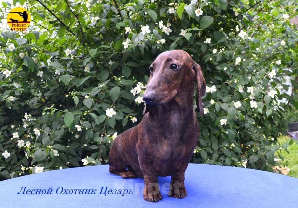 Собаки в Москве: Щенок таксы стандартной тигрового окраса Мальчик, 50 000 руб. - фото 2