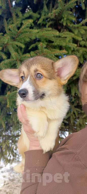 Собаки в Дмитрове: Корги щенки Девочка, 40 000 руб. - фото 6