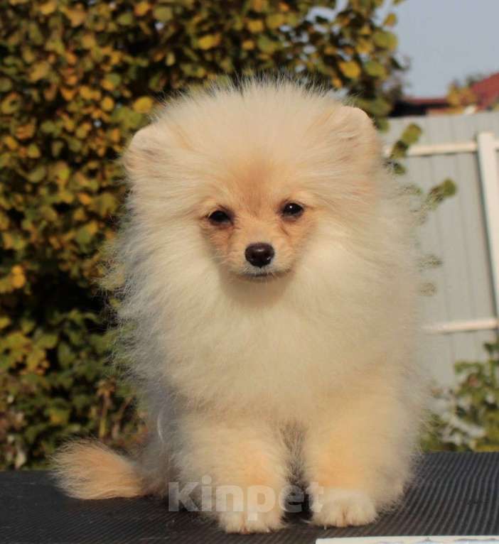 Собаки в Москве: померанский шпиц девочка мини Девочка, 50 000 руб. - фото 3