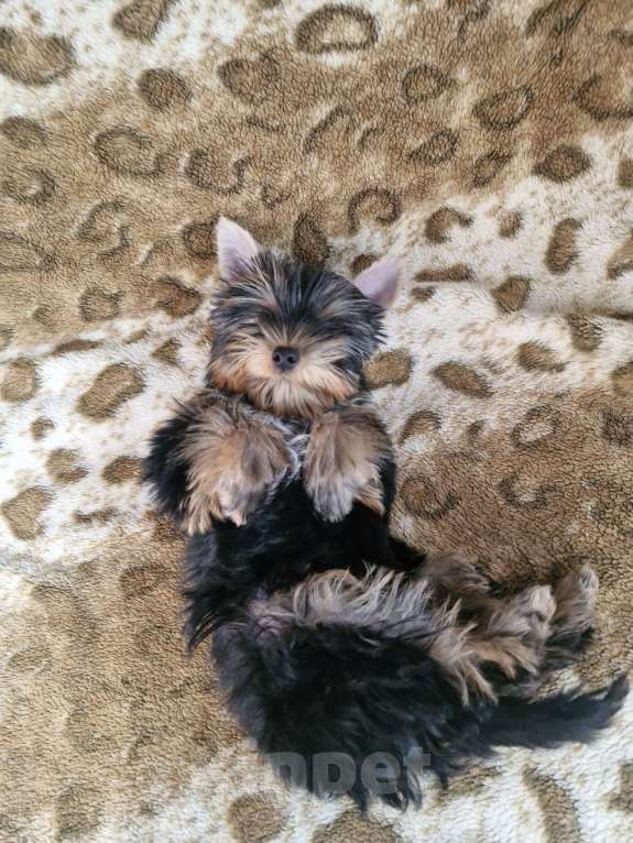 Собаки в Краснодаре: Щенок йорк Мальчик, 30 000 руб. - фото 3