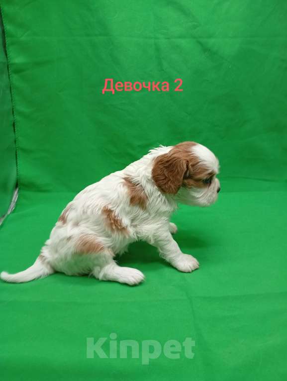 Собаки в Москве: Щенки кавалер Кинг Чарльз спаниель  Девочка, 65 000 руб. - фото 5