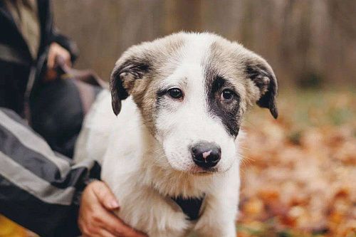 Хега - мальчик, 2 месяца, ищет дом