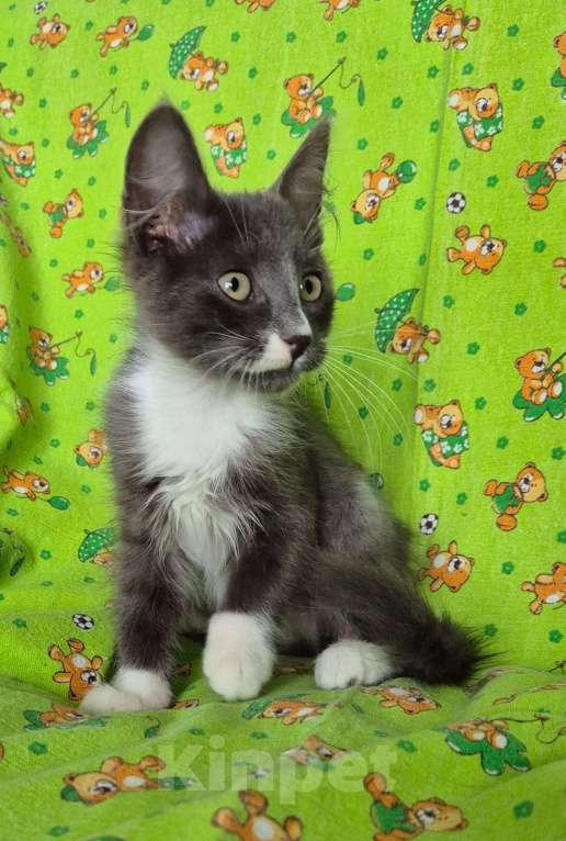 Кошки в Санкт-Петербурге: Ищет дом Тишенька Мальчик, Бесплатно - фото 8