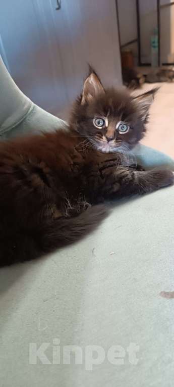 Кошки в Шатуре: Мей-кун котенок Девочка, 10 000 руб. - фото 3