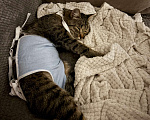 Кошки в Тюмени: Кошечка в добрые руки  Девочка, Бесплатно - фото 2