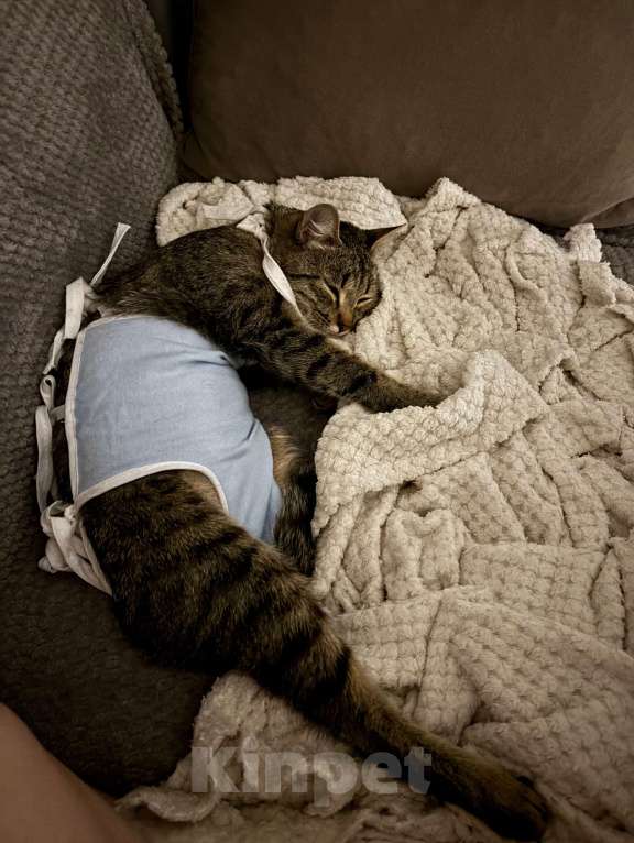 Кошки в Тюмени: Кошечка в добрые руки  Девочка, Бесплатно - фото 2