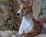 Собаки в Санкт-Петербурге: Щенки басенджи выращенные с любовью Мальчик, 50 000 руб. - фото 1
