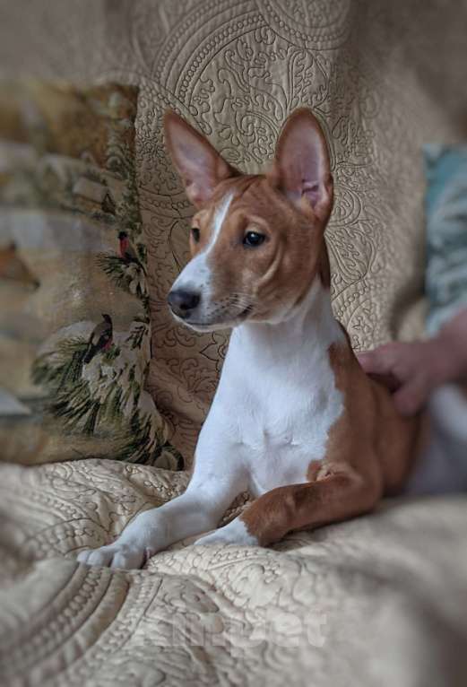 Собаки в Санкт-Петербурге: Щенки басенджи выращенные с любовью Мальчик, 50 000 руб. - фото 1