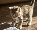 Кошки в Ульяновске: Шотландцы прямоухие  Мальчик, 4 000 руб. - фото 5