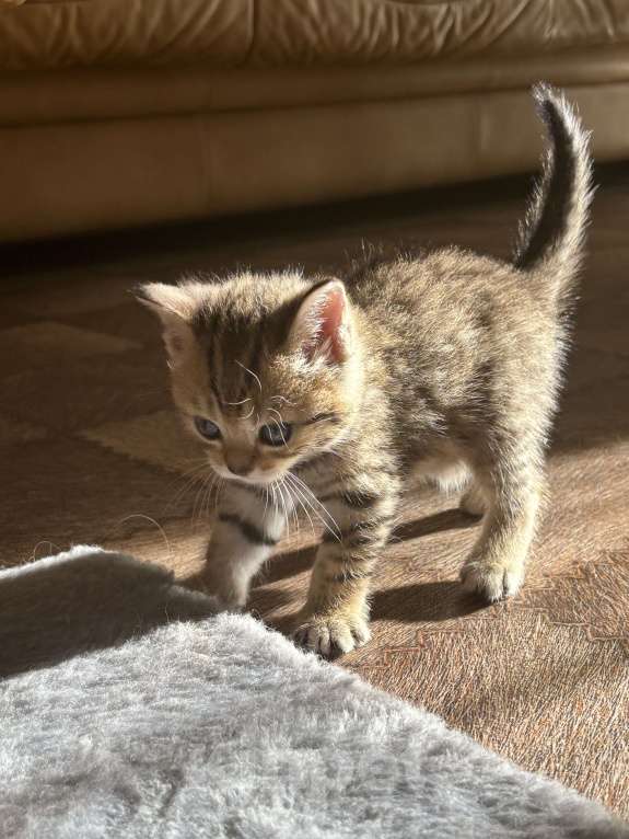 Кошки в Ульяновске: Шотландцы прямоухие  Мальчик, 4 000 руб. - фото 5