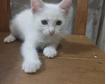 Кошки в Москве: Белый котенок Мальчик, 1 руб. - фото 1