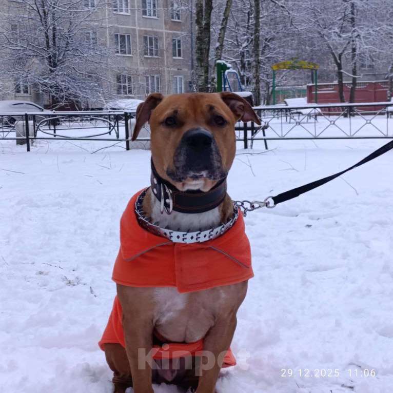 Собаки в Санкт-Петербурге: Харди в добрые руки. Мальчик, Бесплатно - фото 7