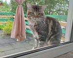 Кошки в Красноярске: Найден кот Мальчик, Бесплатно - фото 1