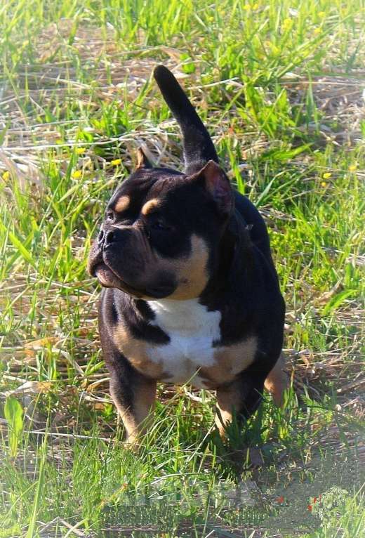 Собаки в Мурманске: Девочка - булли. Девочка, 90 000 руб. - фото 7