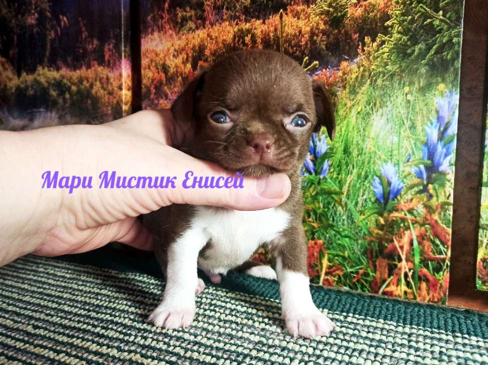 Собаки в Санкт-Петербурге: Енисей чихуахуа шоколадного окраса Мальчик, 70 000 руб. - фото 1