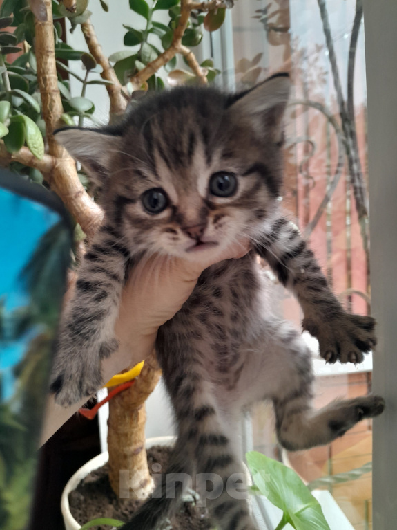 Кошки в Михайловске: Отдам котят в добрые руки! Девочка, Бесплатно - фото 1