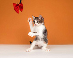 Кошки в Москве: Очаровательный котенок Вася — полосатик в добрые руки Мальчик, Бесплатно - фото 3