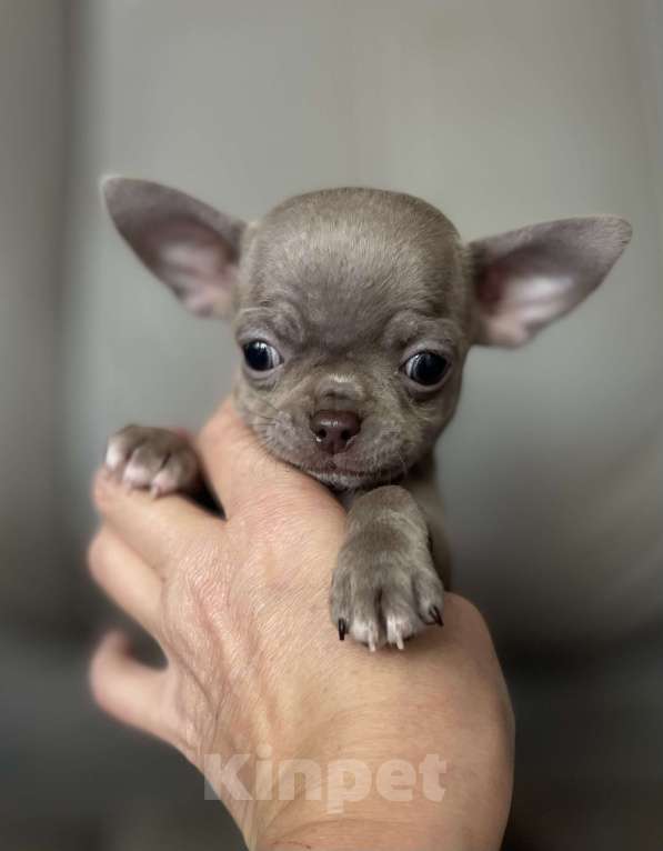 Собаки в Люберцах: Чихуахуа лиловый Мальчик, 67 000 руб. - фото 2