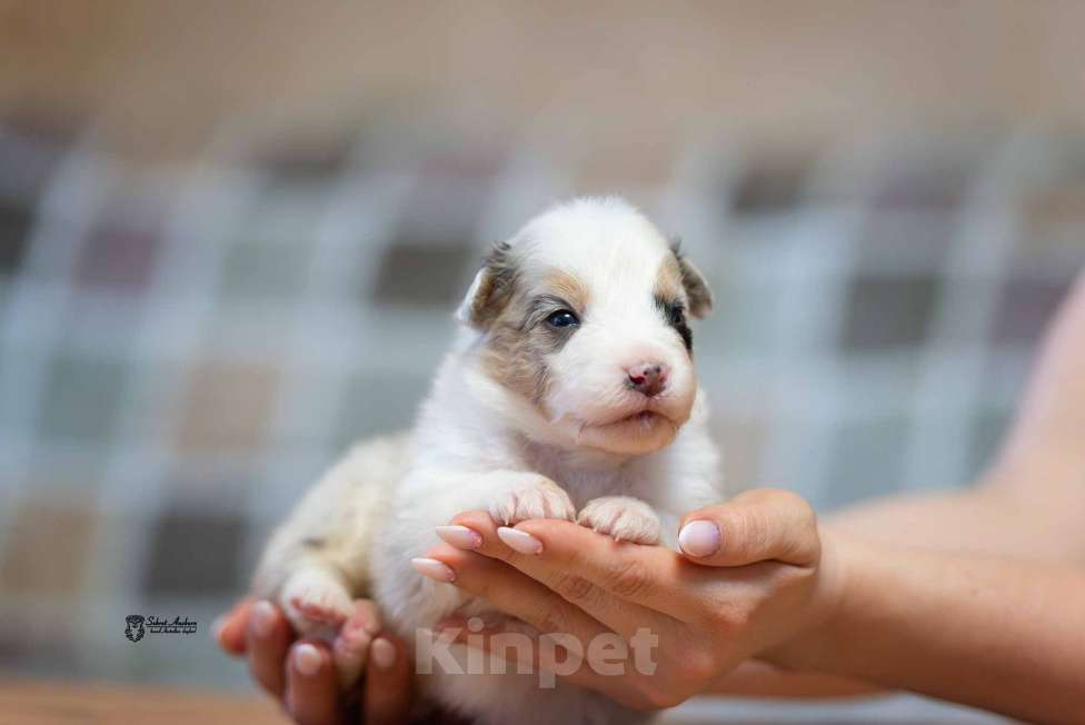 Собаки в Москве: Австралийская овчарка, аусси Мальчик, 120 000 руб. - фото 2