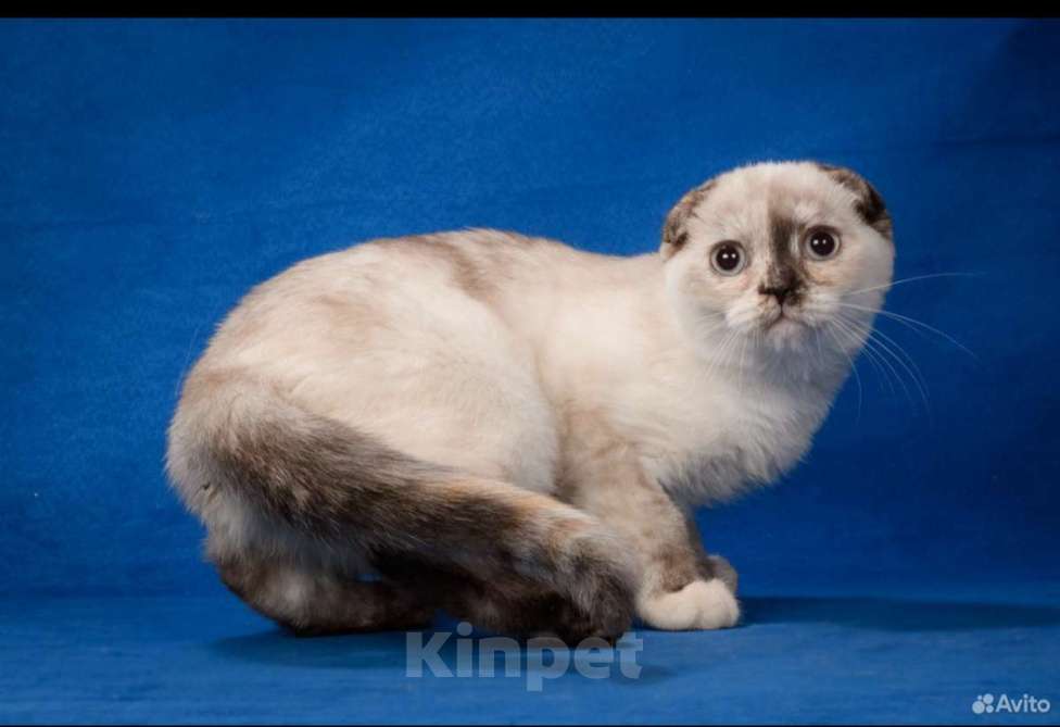 Кошки в Москве: Голубоглазая шотландская принцесса Девочка, 10 000 руб. - фото 3