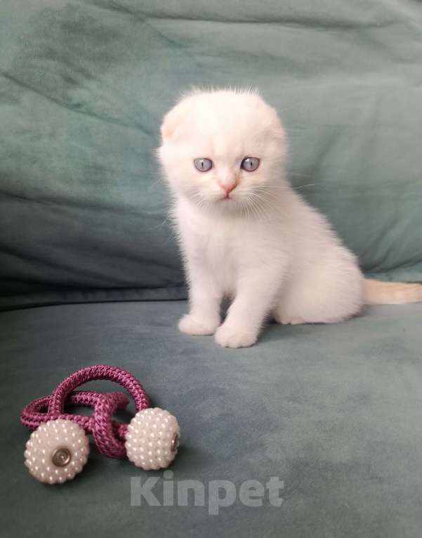 Кошки в Сочи: Шотладский вислоухий котенок Мальчик, 10 000 руб. - фото 4