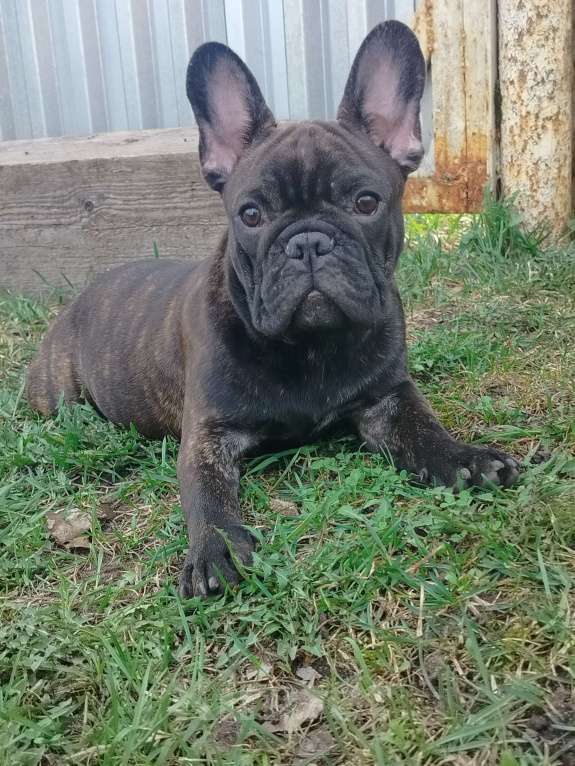 Собаки в других городах Московской области: Француз Мальчик, 45 000 руб. - фото 2