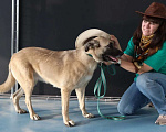 Собаки в Раменском: Люси, мини-метис кангала ищет дом Девочка, Бесплатно - фото 7