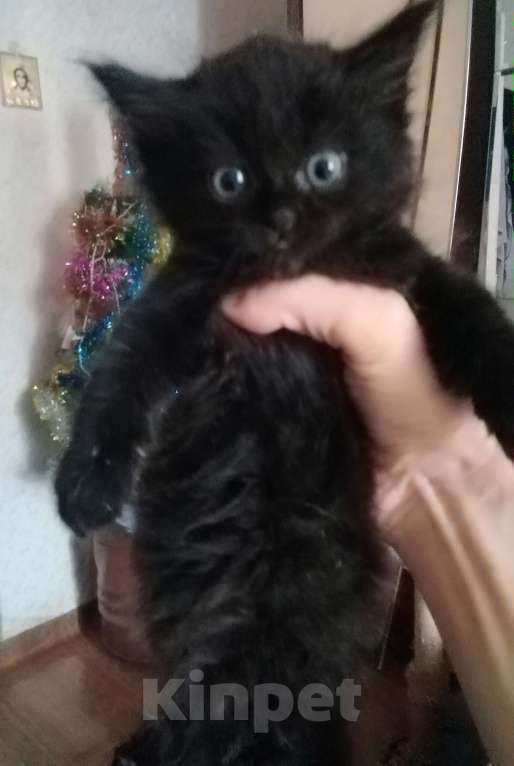 Кошки в Перми: Шотландские котята ,, Шоколадный дым,, Девочка, 1 000 руб. - фото 5