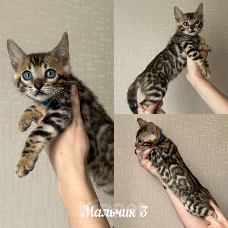 Кошки в других городах Московской области: Бенгальские котята с документами Мальчик, 40 000 руб. - фото 1