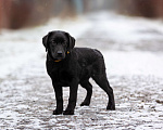 Собаки в Москве: Черный щенок лабрадора  Девочка, 50 000 руб. - фото 1