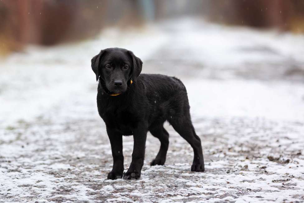Собаки в Москве: Черный щенок лабрадора  Девочка, 50 000 руб. - фото 1