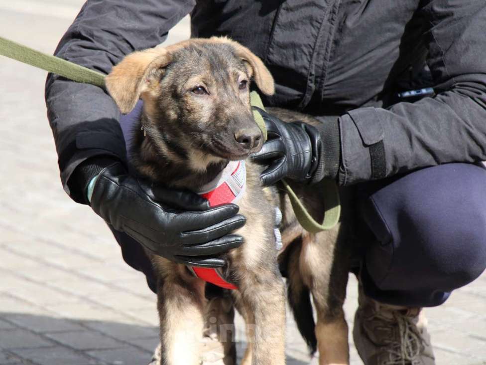 Собаки в Санкт-Петербурге: Удивительный щенок с умными глазами Мальчик, Бесплатно - фото 8