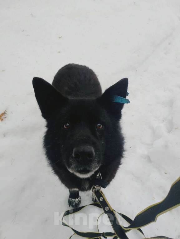 Собаки в Балашихе: Эдгар Мальчик, Бесплатно - фото 1