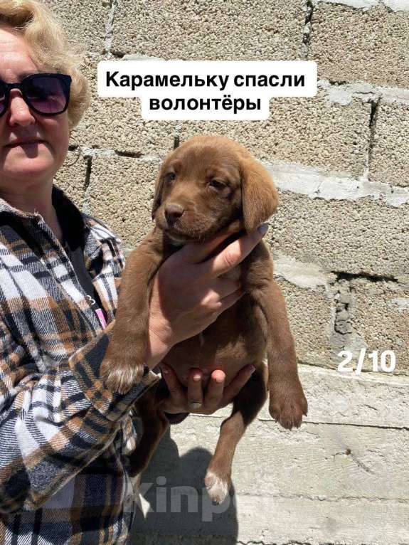 Собаки в Сочи: Карамелька ищет дом Девочка, Бесплатно - фото 2