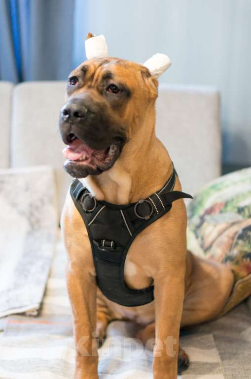 Собаки в Волоколамске: Щенок Кане-Корсо Девочка, 90 000 руб. - фото 4