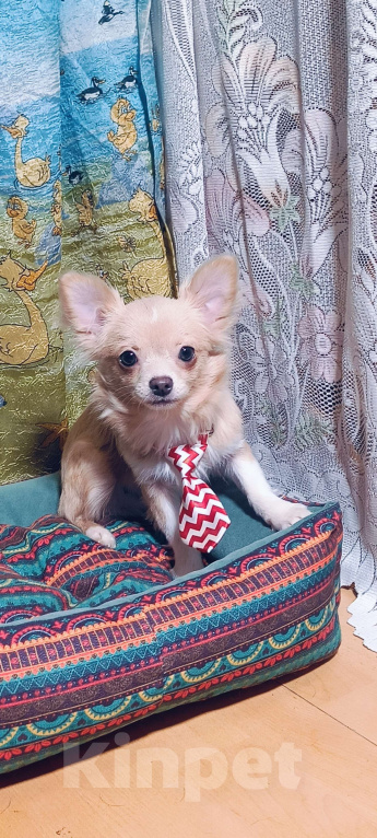 Собаки в Москве: Золотой парнишка Мальчик, 35 000 руб. - фото 5