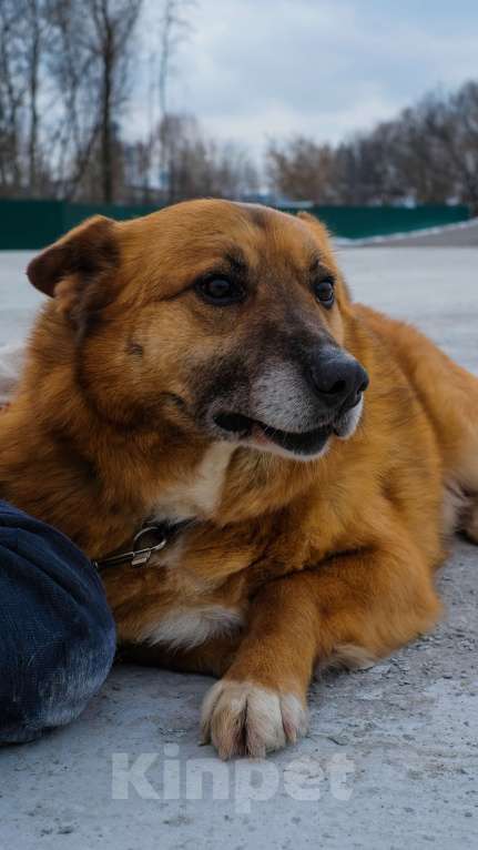 Собаки в Москве: Очаровательный Рыжуня ищет семью Мальчик, Бесплатно - фото 10
