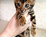 Кошки в Москве: Клубные бенгальские котята - мальчик Мальчик, 60 000 руб. - фото 3