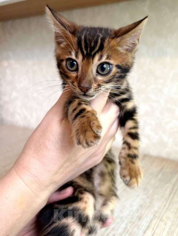 Кошки в Москве: Клубные бенгальские котята - мальчик Мальчик, 60 000 руб. - фото 3