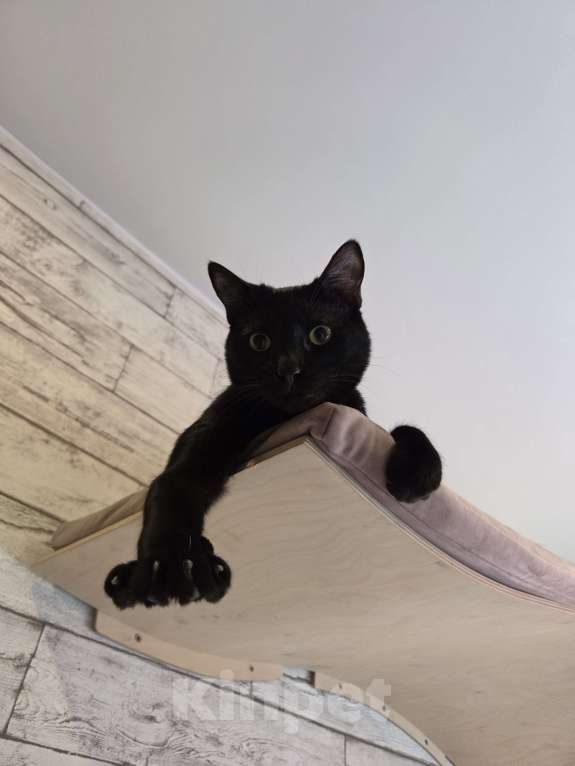 Кошки в Санкт-Петербурге: Ласковый мальчик в добрые руки Мальчик, Бесплатно - фото 5