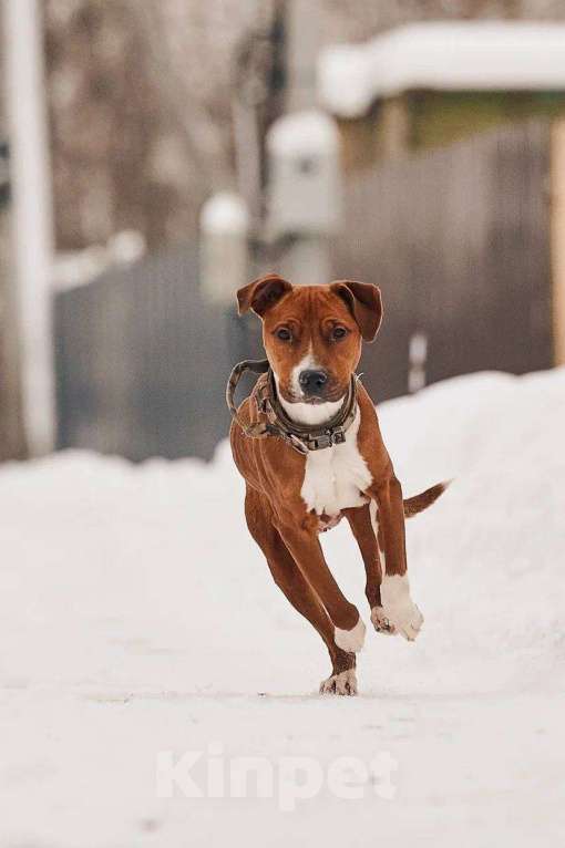 Собаки в других городах Московской области: Юнити стаффордшир из Якутска Девочка, Бесплатно - фото 3