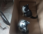 Кошки в Подольске: Котята в добрые руки Разнополые, Бесплатно - фото 3