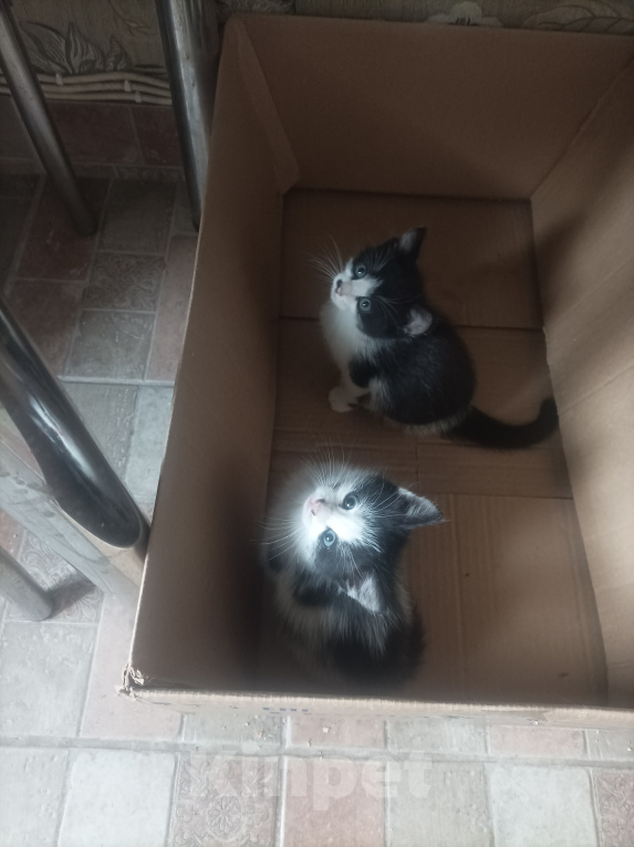 Кошки в Подольске: Котята в добрые руки Разнополые, Бесплатно - фото 3